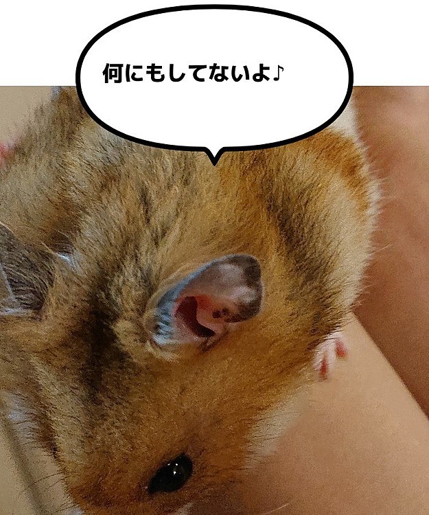 昨夜の部屋んぽの後のむーちゃん🐹
なぜか頬袋がパンパン・・・💦