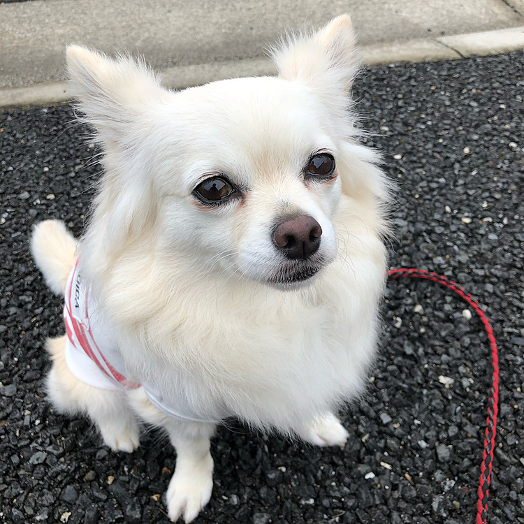 おはようございます☁️
小雪は今朝も元気いっぱいお散歩してきました🎵🐶
黒のラブラドールくんを見かけたけど、吠えずに良い子やったね💕😊