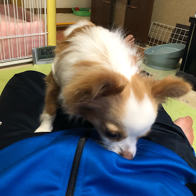 小春は朝からウロチョロ🎵🐶
いきなり脚の上に乗ってきて
フンフン…身体検査が始まった💦
怪しいブツは持ってないから〜🤣