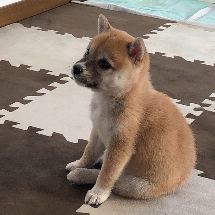 柴はキレイ好きと聞いていましたが
ハウスと対角線上の位置がこまのトイレポジション🐾
ハウスにトイレを置いても1回もしなかった💦
トイレはお迎えして1ヶ月で完璧に覚えてくれたので
共働きで半日はお留守番にさせちゃうから
ありがたいし安心₍ᐢ⑅•ᴗ•⑅ᐢ₎

初めて飼うペット、豆柴の賢さに感心した🐾
子犬のうちはしばらく自分の時間はこまのお世話にかけてあげて、成長を見守ります🐾🔰