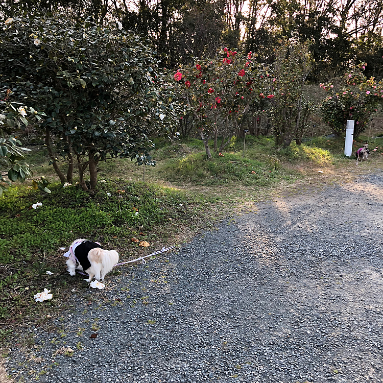 ガーデンパークをお散歩。
花が咲いてないし。