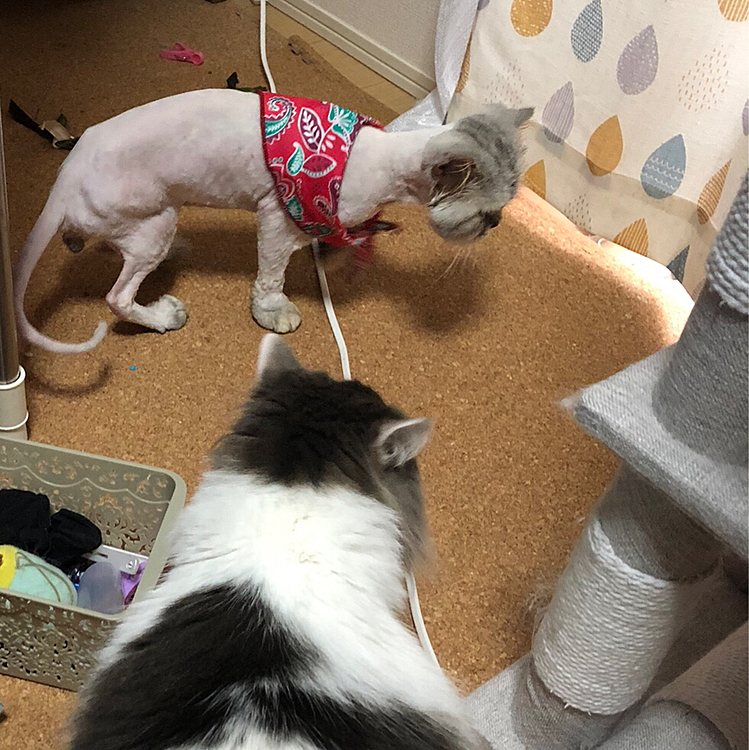 ふーちゃんトリミングから帰ってきました！
トリミング行って首飾りみたいなの貰うの憧れてたので、着飾ってもらえて嬉しいです*.(๓´͈ ˘ `͈๓).*

ふさふさ尻尾可愛かったけど汚いので全身刈ってもらいました！

トリミングと下痢薬処方と外耳炎治療のお薬してもらいました！
3万2000円…なかなか痛いですね