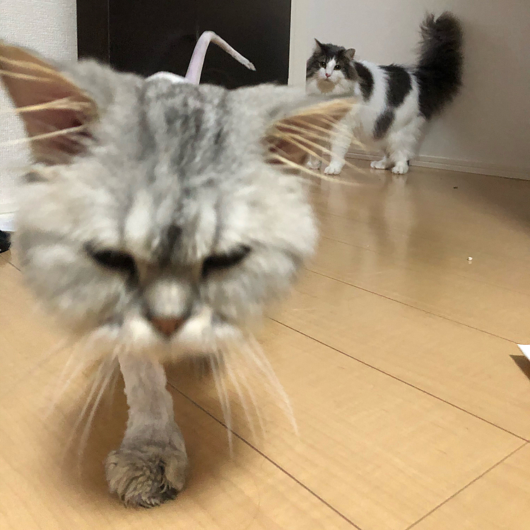 ハルちゃんの尻尾がボワボワ…仲良くなれるかなぁ(´･_･`)