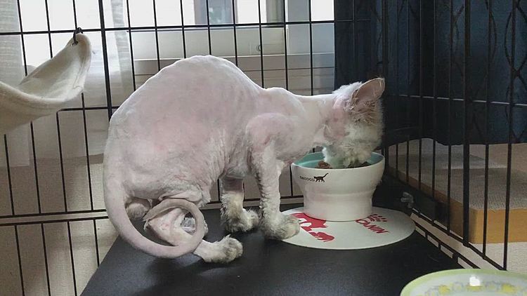 ご飯のサンプル頂きました！