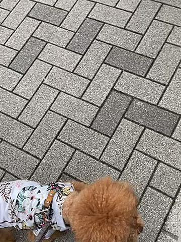 でも途中走ってみたり、亀さんに遭遇したりそれなりに楽しめたかな💕
3本目のダッシュにより呼吸も画像も乱れておりますが、走った後の笑顔が可愛くてお許しを💨
この亀さん、以前散歩している所に遭遇した事がありますが今日は沐浴中でした🐢
『がじや』と言う美容院の看板亀で14歳の蛾次郎と言う名前の女の子だそうです♪
気になるけど少しビビるハッピーです😉