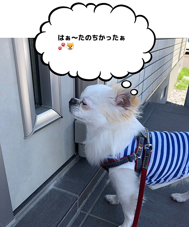 お散歩終了🐾
ジッとドアが開くのを今日もまた待ってます🤣