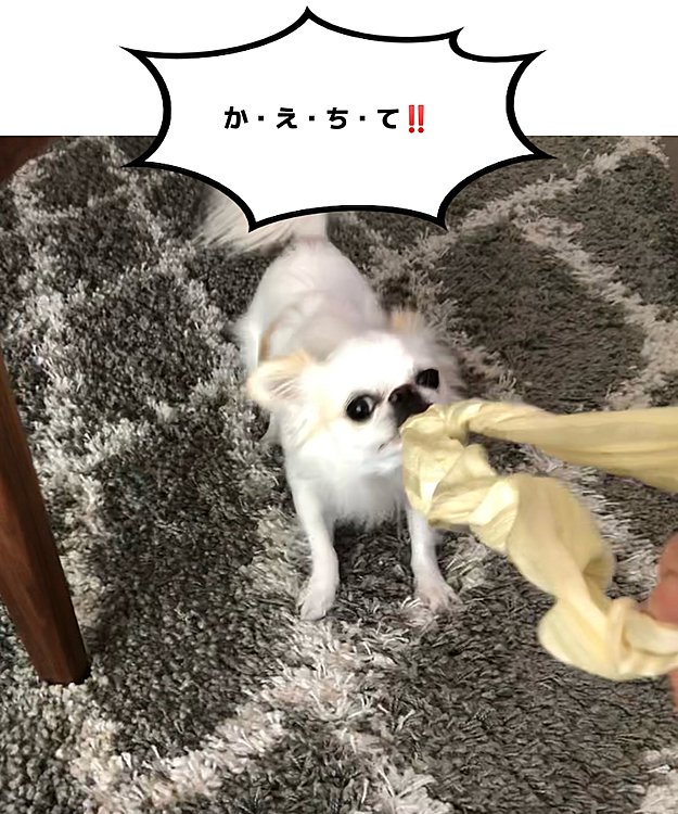 お散歩後はシュシュで引っ張りっこ😆
それ、元々ママのだから…😓