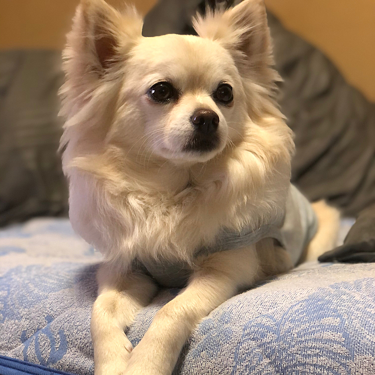 おはようございます☔️
小雪はお散歩へ行けず…
オッサン(兄)部屋で寛いでました🐶😂