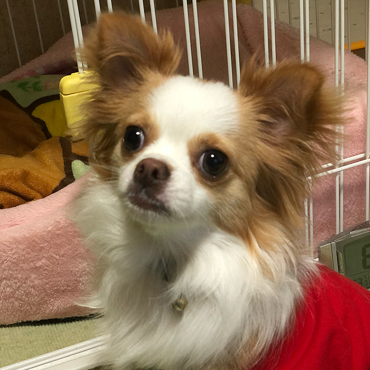 小春はあちこちウロチョロ🎵🐶
遊んで❣️って朝からワンワンうるさい子です🤣
近所迷惑やからやめなさい😅