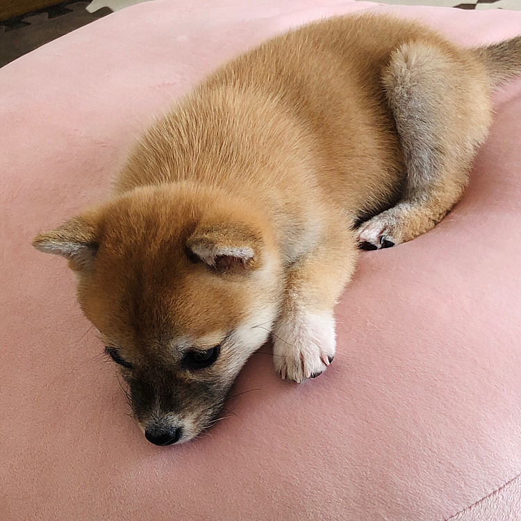 
﻿
もちもちクッションがお気に入り🐾﻿
体重が軽い頃は真ん中にくぼみをつくってあげないと﻿
コロコロ転がり落ちてケガが心配に💦﻿
﻿
まだお迎えして1週間くらいの頃です🐾﻿
今はちょうどよく埋まってます₍ᐢ⑅•ᴗ•⑅ᐢ₎