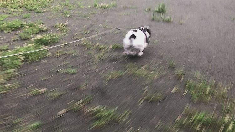 💩を済ますと一気にダッシュ💨で帰ろうとします。
雨がパラついてるのが嫌なのか、裸ん坊が嫌なのか😆