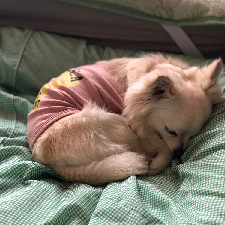 おはようございます☁️
小雪は今朝も元気いっぱいお散歩してきました🎵🐶
残念ながらお友達には会えなかったけど
時間を気にせずゆっくり歩けたね👍😊