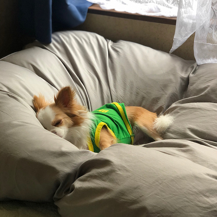 小春はいつも通りワチャワチャ遊んでました🎵🐶
朝ごはんもしっかり完食してお利口さんだね✨😊
