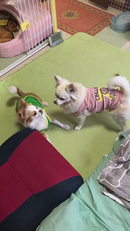 小春がちょっかい出して、小雪に怒られてました💦
これね、毎日です🤣
小雪が『小春、アンタ調子乗ってたらあかんで💢』って捨て台詞でどっか行きました😂
小春は小雪に遊んでもらえず…最後にガックリしてました🤣
