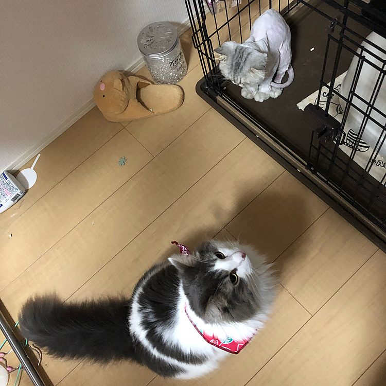 体格差が凄い…。

今朝ふーちゃんのお部屋に行ったらご飯のお皿にうんちが(´;︵;`)
仕事行く前に砂ほってる音がしたから、トイレの認識はちゃんと出来てるんですけどね

毎朝ケージのお掃除から始まるのがツラいです。
お掃除する為に早起きしてるのも地味にツラい。
