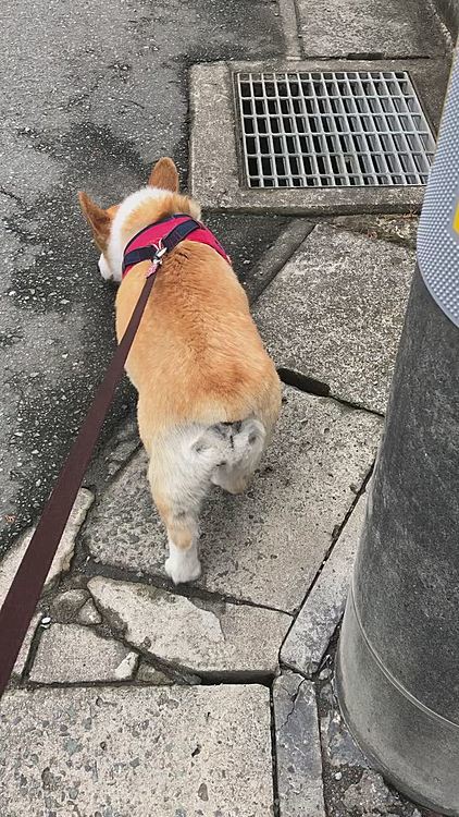 まあるの成長😃→今更？🤣笑笑
ずーっと。。治らなかった。。
車が来ると、勢いよく車の方へ走ってワンするクセ😱😱😱
最近、ダメだって言うと吠えないし飛び出して行かなくなりました😃
おーっ😃
お利口さん💕って褒められたら😃
えへへ。ボクたん😃お利口さん😃
お利口さんなんだもん❤️
おりこ〜さ〜ん💕なんだも〜ん💕
って雰囲気出てるよ🤣🤣笑笑