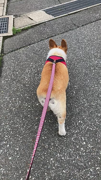 お利口さん❤️って褒められてご機嫌さんだったのに💦
道路にスリスリ😱😱😱😱
やめてくれ〜😱😱😱
そしたら。。あ、お花綺麗だよ😃って感じでお花見物🤣🤣🤣
いつもお花見ないのに🌀笑笑
