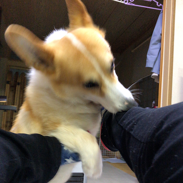 夜は夜で。。足に絡んできて。。
夢中になる。。💦
あなたのせいで裾がボロボロだよ🌀🌀🌀