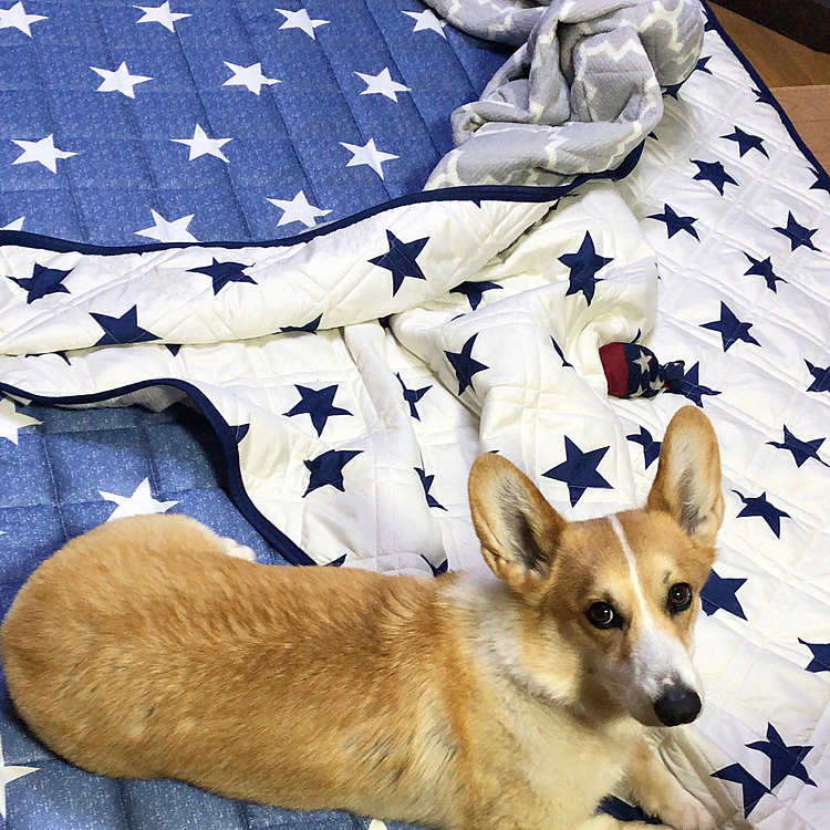 そんなこんなで、静かだなーって思ってたら🌀
カバー捲り上げてクルクル回って楽しそうにしてました。
楽しいのわかるんだけどやめてくれる？😃
と、言ってたらフセして反省風💦💦💦
まだまだヤンチャ全開のまあるでした😃
もう、笑うしかない🤣🤣🤣あはは🤣🤣🤣
ふぅ💦