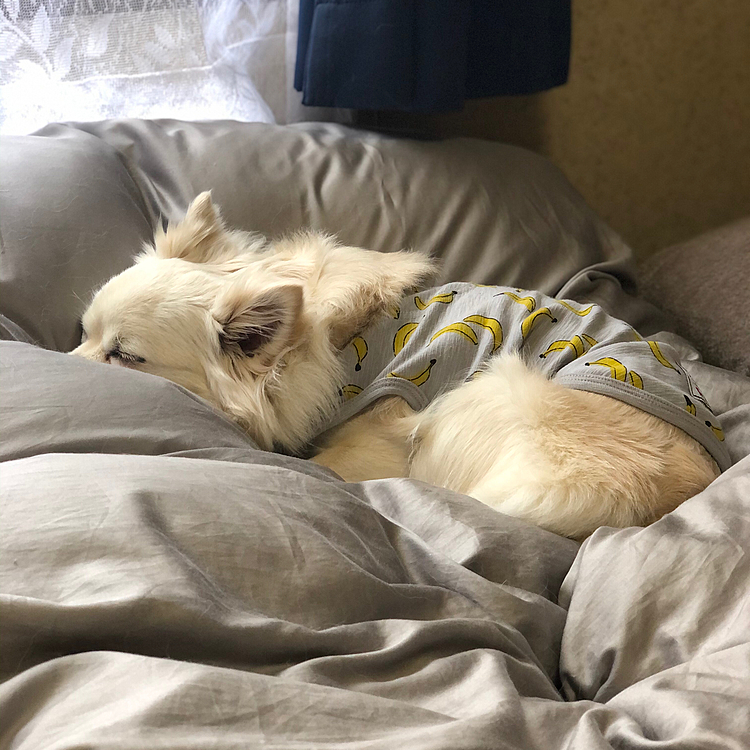 おはようございます😄
小雪は今朝も元気いっぱいお散歩してきました🎵🐶
スマホ持ってくの忘れた💦
帰ってからモーニング食べて、ひと眠り💤