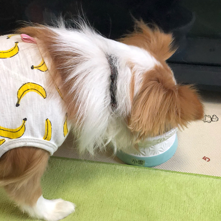 小春は朝ごはんをしっかり完食🎵🐶

ん❓
したよね❓😳
それって…