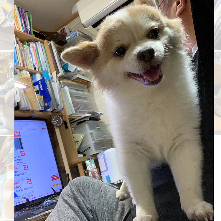 オヤジの膝上でご機嫌やまと君
かしこにしとかないとおこられるよ😁