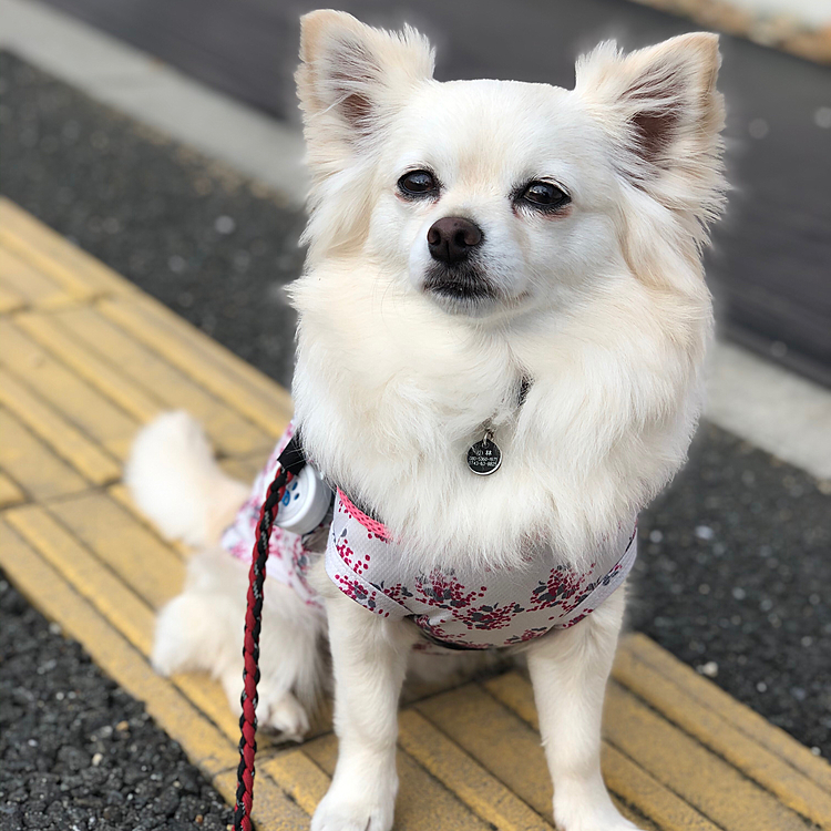 おはようございます🌥
小雪は今朝も元気いっぱいお散歩してきました🎵🐶
コンビニの前を通ったけど、小雪が座る間もないくらい早歩き作戦でした👍🤣