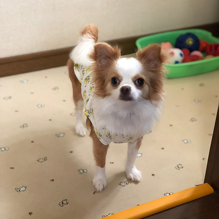 小春は朝からワン❣️
遊べ遊べとうるさいなぁ🎵🐶
千本ノックして遊んだね👍😆