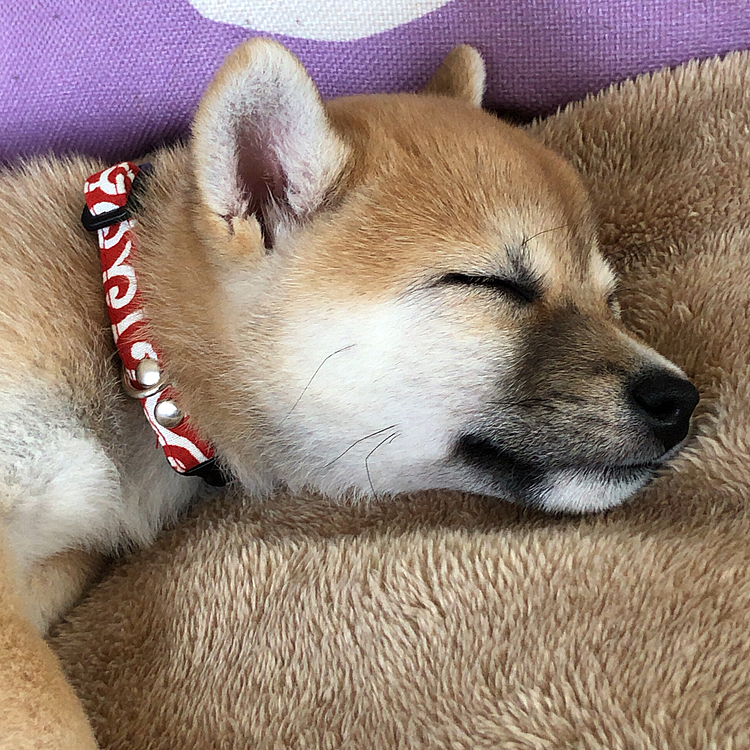 3ヶ月なって少し大きく、重くなって成長を実感してきた頃の写真🐾
体重を測り、餌のカロリー計算をして
うんちの状態を見て、餌の量を計算しています💦
獣医さんには少しうんち柔らかくても子犬の時期は気持ち増やしていいそうで、
丈夫な体になって貰うため飼い主も日々勉強🔥🔰
