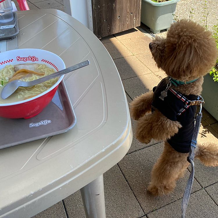 そしていつものご当地ラーメン🍜