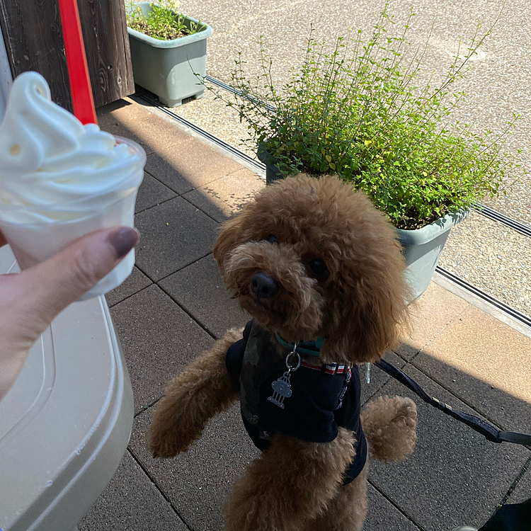 食後のソフトクリーム🍦
ハッピーは気になり過ぎて二足歩行です😆
