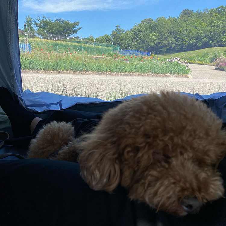 たくさん歩いた後はもちろんお昼寝😪💤