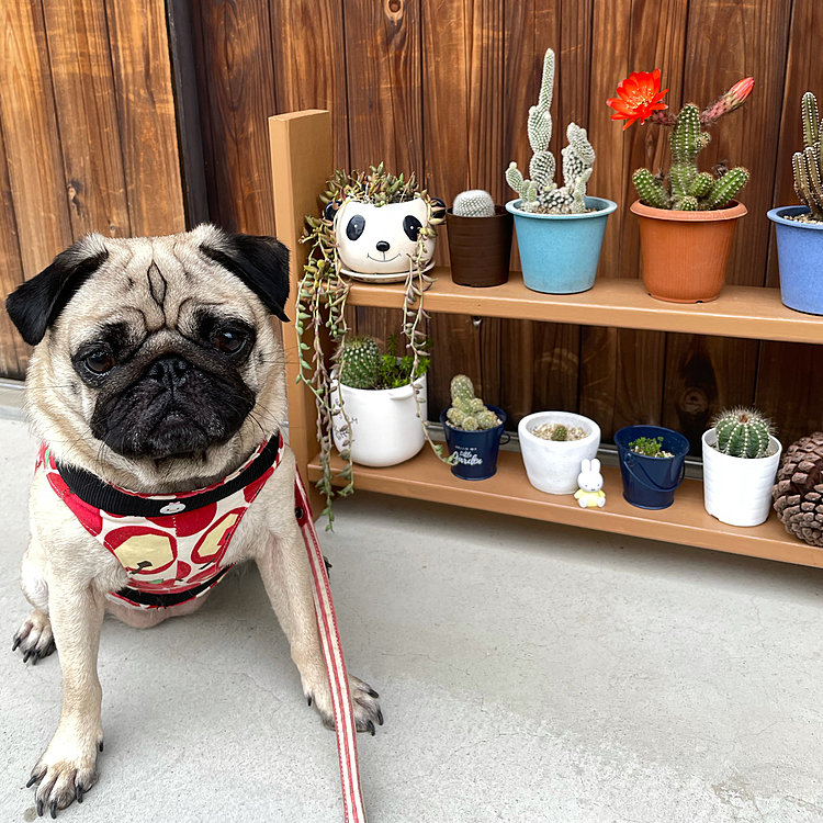 2021/5/24
サボテン🌵の花が咲いたのでパチリ📷