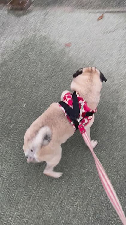 おとちゃん、いつもは猫ちゃん素通りなんですが、突然走り出したのでビックリ💦
でも、猫ちゃん達は動じないし、おとちゃんもすぐクン活に切り替えました🐽
猫ちゃん達は賢いですね😄
あの犬は繋がれてるからここまで来ないって分かってるのかな😄