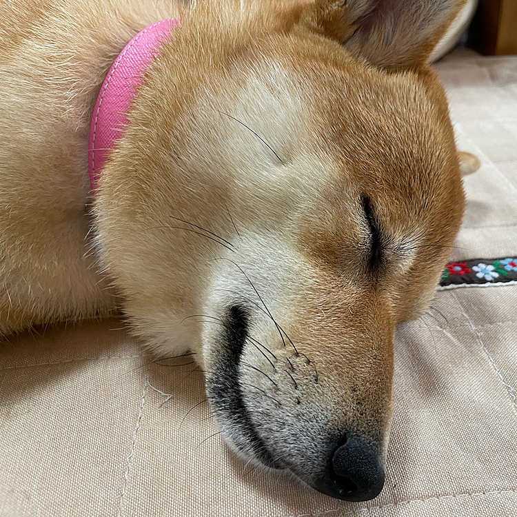 明日はまるが主役の日🎂

主役は明日のために爆睡😪

気が早いやつだ…