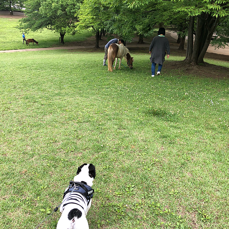 夕散歩、近くの大きな公園に行くと、丘の上から🐴が下りてきてビックリ‼️💦