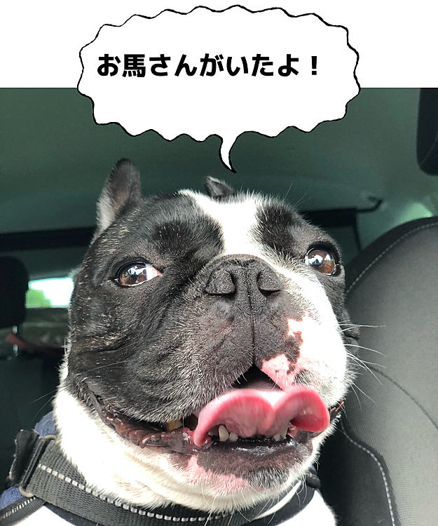 なぜ馬がいたのかは謎です😆