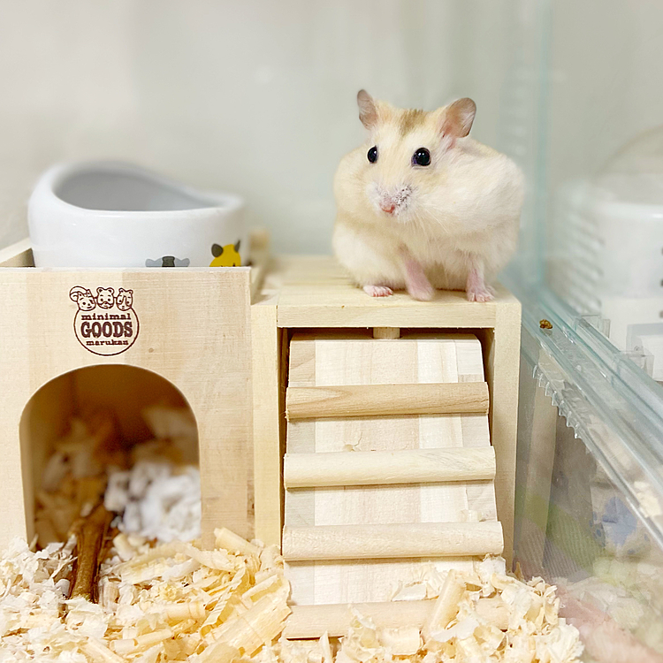 ご飯も持ったし、おうちへ帰ろう！