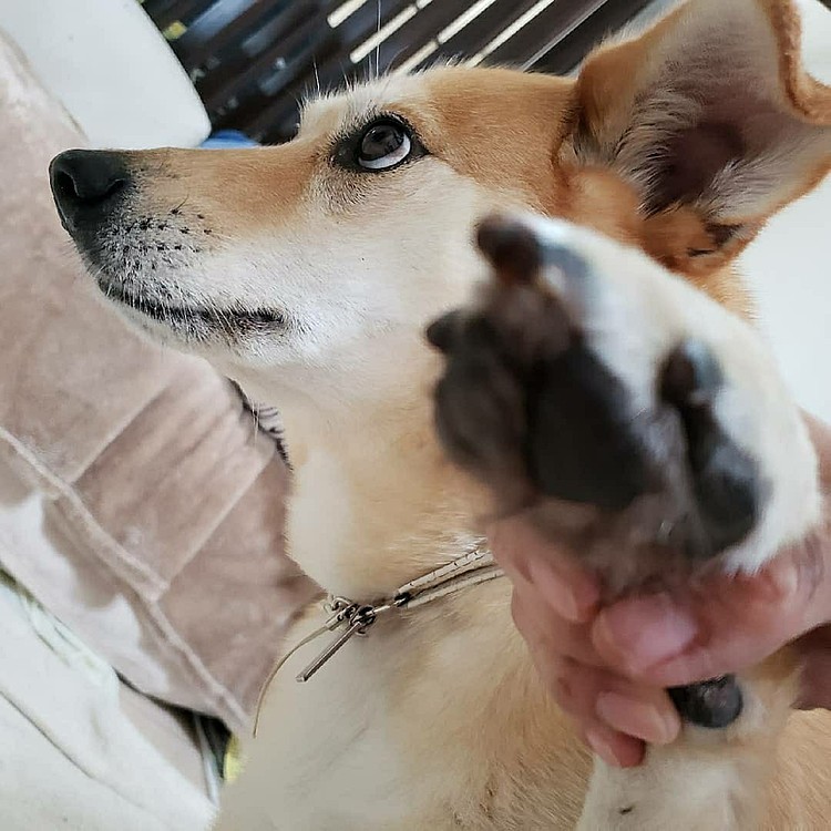 もぉ└(:3」┌)┘))ｼﾞﾀﾊﾞﾀ

ペンキ塗りたてっていったじゃないかっっっ！