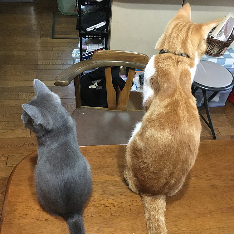 仲が良いのか悪いのか・・・
色もトムとジェリー(^◇^;)