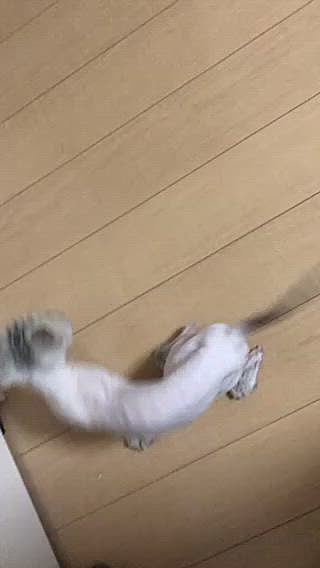 ガリガリでもお顔はふーちゃんですꉂ(ˊᗜˋ*)