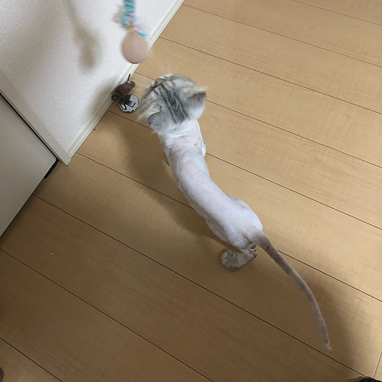 毛が少しだけ伸びてまだら模様がマシになりました!