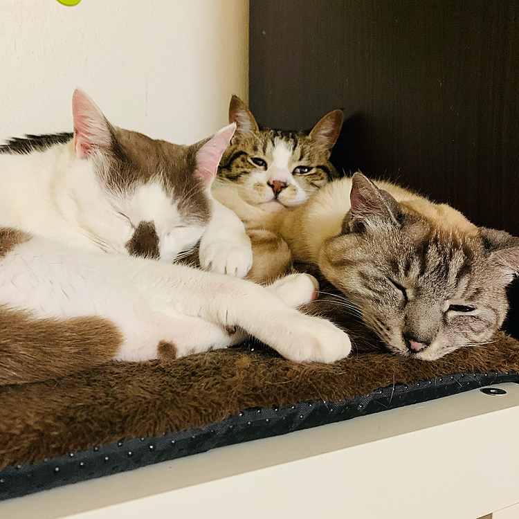 ぬくぬくトリオ♪(=^ェ^=)