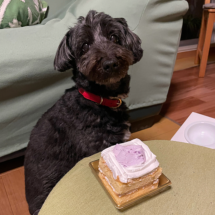 ボアさん12歳になりました👏( ˊᵕˋ )
今年のお誕生日ケーキは紅芋と豆乳のショートケーキ🎂
美味しかったようで完食です😋🍴✨
12歳も変わらず元気なおてんば娘でいてね(*^^*)😊🎶
