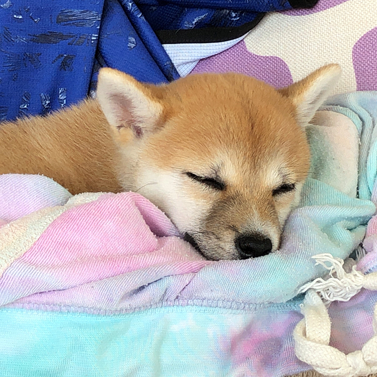 顔や体の色が変わってきた頃です🐾
鼻周りの黒さもずいぶん抜けてきました₍ᐢ⑅•ᴗ•⑅ᐢ₎♡