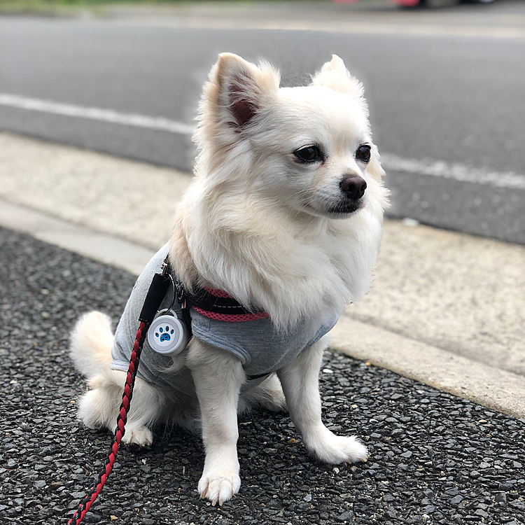 おはようございます🌥
小雪は今朝も元気いっぱいお散歩してきました🎵🐶