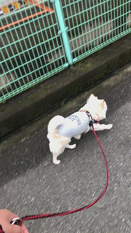 ルンタタ🎵ルンタタ🎵
💩してスッキリ✨したら軽快やなぁ🤣