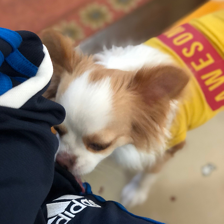 小春は今朝も早起き〜🎵🐶
いきなりポケットを抜き打ち検査するのはやめてくださ〜い😂
