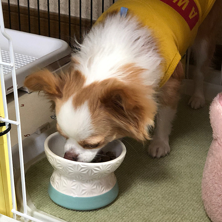お腹空いてた❓
しっかり食べて、立派なチワワになるんやで〜✨🤣