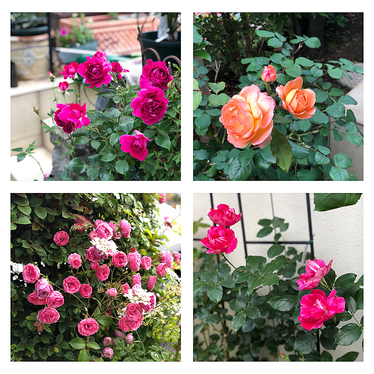 今日の薔薇コーナー🌹🎺🎺🎺🌹❣️
そろそろ、薔薇のシーズンも終わりがちかそうです😅